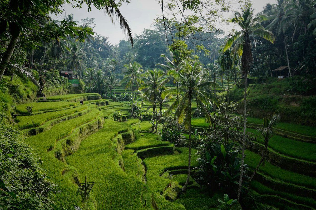 Rizières en terrasses à Bali